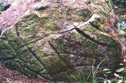 waipoua forest stone ruins
